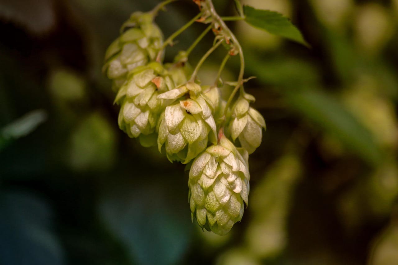 hop-3705742_1280