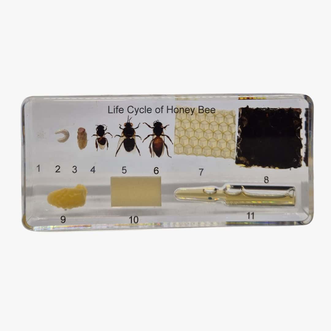 Bijen levencyclus overzicht in een educatieve set met bijen, honingraat en bijenzwerm illustraties, perfect voor educatie over honingproductie en bijenlevenscyclus.