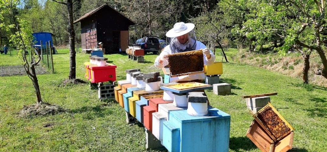 Beekeeping-Jere-cebelarstvo