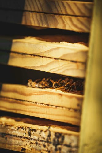 pexels-francesco-ungaro-11263516